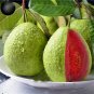 100 Guava Fruit Tree Seeds - ship to worldwide