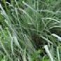Lemongrass Seeds - 300+ Seeds - NON-GMO - Fresh Garden Seeds