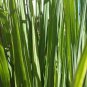 Lemongrass Seeds - 300+ Seeds - NON-GMO - Fresh Garden Seeds