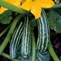 Cocozelle Zucchini Organic Summer Squash Seeds - Cocozella di Napoli - ship to worldwide