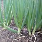 Evergreen bunching scallions - High Quality Organic Onion Seeds - Worldwide Shipping