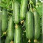 Beit Alpha Persian Cucumber Seeds - Lebanese Middle Eastern Cucumber - Worldwide Shipping