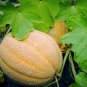 Burpee Hale's Cantaloupe Melon Seeds - Jumbo and High Quality - Worldwide Shipping