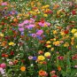Mix 13 Species Deer Resistant Wildflower - Beautiful and Variety Sizes - Worldwide Shipping