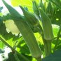 Beautiful Texas Longhorn seeds - Cowhorn Okra Large non-GMO - Worldwide Shipping