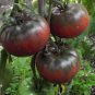 High Quality Black Krim Tomato Seeds - Heirloom Rare - Worldwide Shipping