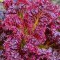 Leaf Lettuce Seeds Non-GMO - Varieties Seeds - Worldwide Shipping
