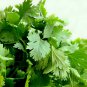 Cilantro Seeds - for Oriental and Mexican Cuisine - Worldwide Shipping