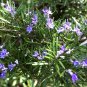 High Quality Rosemary Seeds Heirloom - Variety Sizes - Worldwide Shipping