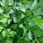 Flat-Leaf Parsley Seeds - Italian Giant Parsley - Heirloom - Worldwide Shipping