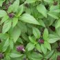 250 seeds Thai Basil - Ocimum Basilicum Horapha - Worldwide Shipping