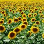 15 seeds Mammoth Grey Stripe Sunflower - Heirloom - Helianthus Annuus - Worldwide Shipping