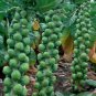 250 seeds Long Island Improved Brussels Sprouts - Worldwide Shipping