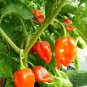 60 seeds Habanero Pepper - Habanero Orange High Quality Super Hot Pepper - Worldwide Shipping