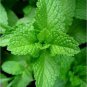 800 seeds Peppermint - Aromatic Perennial - Worldwide Shipping