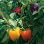25 Seeds Rainbow Bell Pepper - Capsicum annuum - Worldwide Shipping