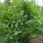 175 Seeds Lovage - Levisticum officinale - Worldwide Shipping