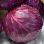 250 Seeds Red Acre Cabbage - Coleslaw - Worldwide Shipping