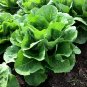 500 Seeds Parris Island Cos Romaine Lettuce - Caesar Salad - Worldwide Shipping