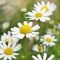 7000 Seeds German Chamomile Herbal Tea Aroma - Worldwide Shipping