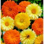 50 Seeds Calendula Pacific Beauty Mixture Pot Marigold - Worldwide Shipping