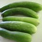 30 Premium Seeds Sweet Cucumber Garden - Burpless Organic - Worldwide Shipping