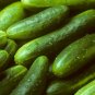 30 Premium Seeds Sweet Cucumber Garden - Burpless Organic - Worldwide Shipping