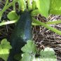 25 Seeds Black Beauty Zucchini Summer Squash - Courgette - Worldwide Shipping