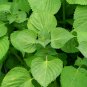 175 Seeds Green Shiso Perilla - Beefsteak Plant, Japanese Basil - Worldwide Shipping