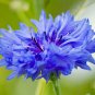 250 Seeds Tall Blue Cornflowers, Wildflower, Young Love - Worldwide Shipping