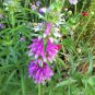 2000 Seeds Lemon Mint - Lemon Horsemint - Worldwide Shipping