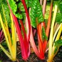 60 Seeds Rainbow Swiss Chard - Bright Lights - Worldwide Shipping