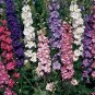 500 Seeds Imperial Rocket Larkspur Mix - Worldwide Shipping