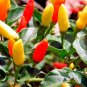 30 Seeds Tabasco Hot Chili Pepper Seeds - Worldwide Shipping