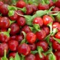 50 Seeds Red Cherry Hot Pepper, Pimenta - Worldwide Shipping