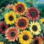 25 Seeds Sunny Sun Power Sunflower Mix - Worldwide Shipping