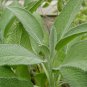 25 Seeds Broadleaf Sage, Salvia Officinalis - Worldwide Shipping
