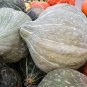 12 Seeds Blue Hubbard Winter Squash - Worldwide Shipping