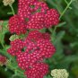 3500 Seeds Red Yarrow Seeds, Rubra Herb - Worldwide Shipping