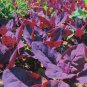 90 Seeds Orach Red Fire Seeds, French Spinach - Worldwide Shipping