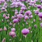 300 Seeds Purple Common Chives - Worldwide Shipping