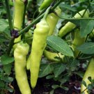 50 Seeds Sweet Banana Pepper Seeds, Greek Salad, Banana Chili - Worldwide Shipping