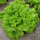 600 Seeds Grand Rapids - Leaf Lettuce Seeds - Worldwide Shipping