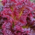 700 Seeds Ruby Leaf - Leaf Lettuce Seeds - Worldwide Shipping