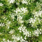 150 Seeds Cumin Herb Seeds, Tex Mex, Jeera - Worldwide Shipping
