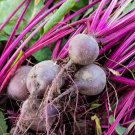 35 Seeds Early Wonder Beet Seeds - Worldwide Shipping