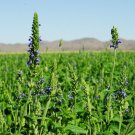 1000 Premium Seeds Chia Seeds, Herb, Salvia hispanica - Worldwide Shipping