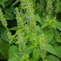 1000 Premium Seeds Chia Seeds, Herb, Salvia hispanica - Worldwide Shipping