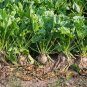 60 Seeds Sugar Beet, Fodder Beet, Remolacha, Betterave - Worldwide Shipping