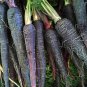 200 Seeds Black Nebula Carrot, Deep Purple, Antioxidant - Worldwide Shipping